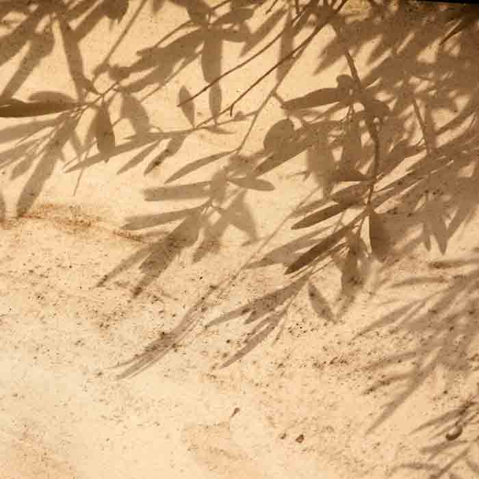 Schatten von Olivenzweigen auf Boden.