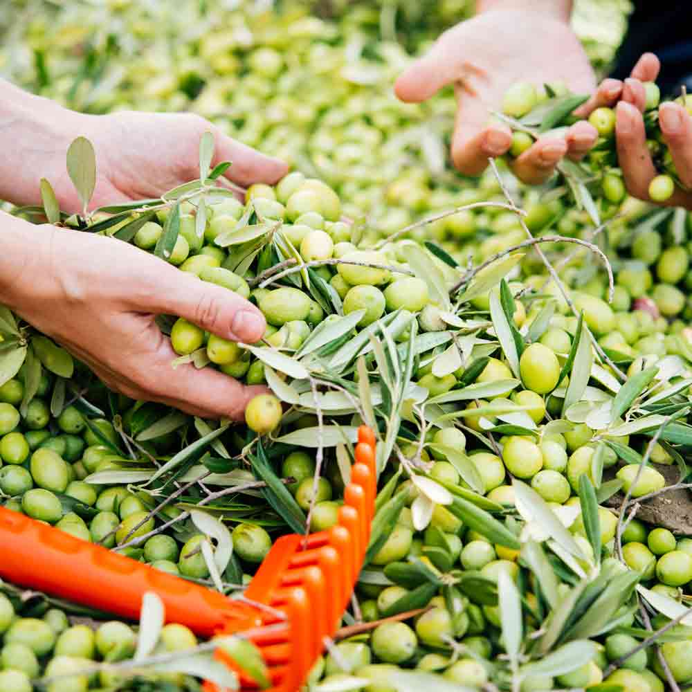 Hände ernten grüne Oliven mit rotem Werkzeug.