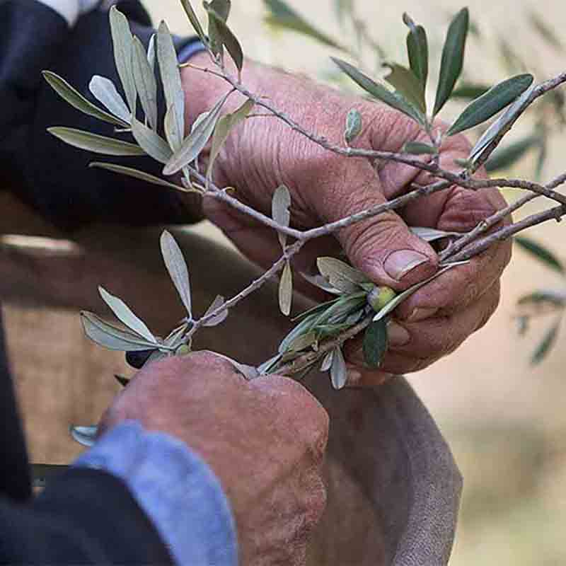 Hände ernten Olivenzweige für Olivenölproduktion.