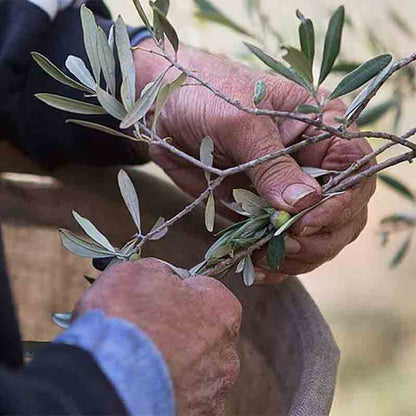 Hände ernten Olivenzweige für Olivenölproduktion.