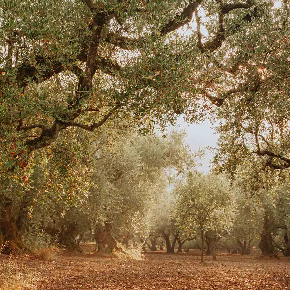 Olivenhain in Griechenland mit alten Olivenbäumen.