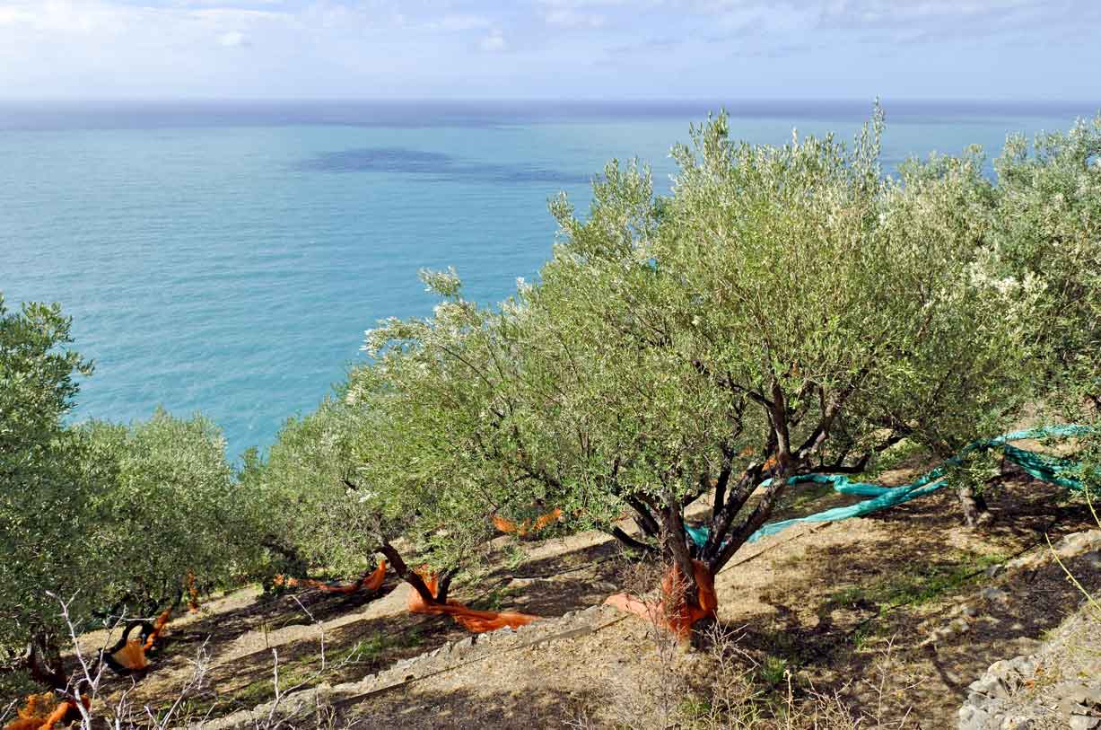 Olivenhain in Ligurien mit Meer im Hintergrund