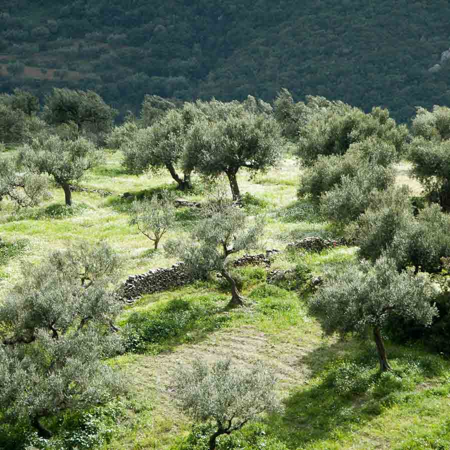 Olivenhain mit Gras und Bäumen in hügeliger Landschaft.
