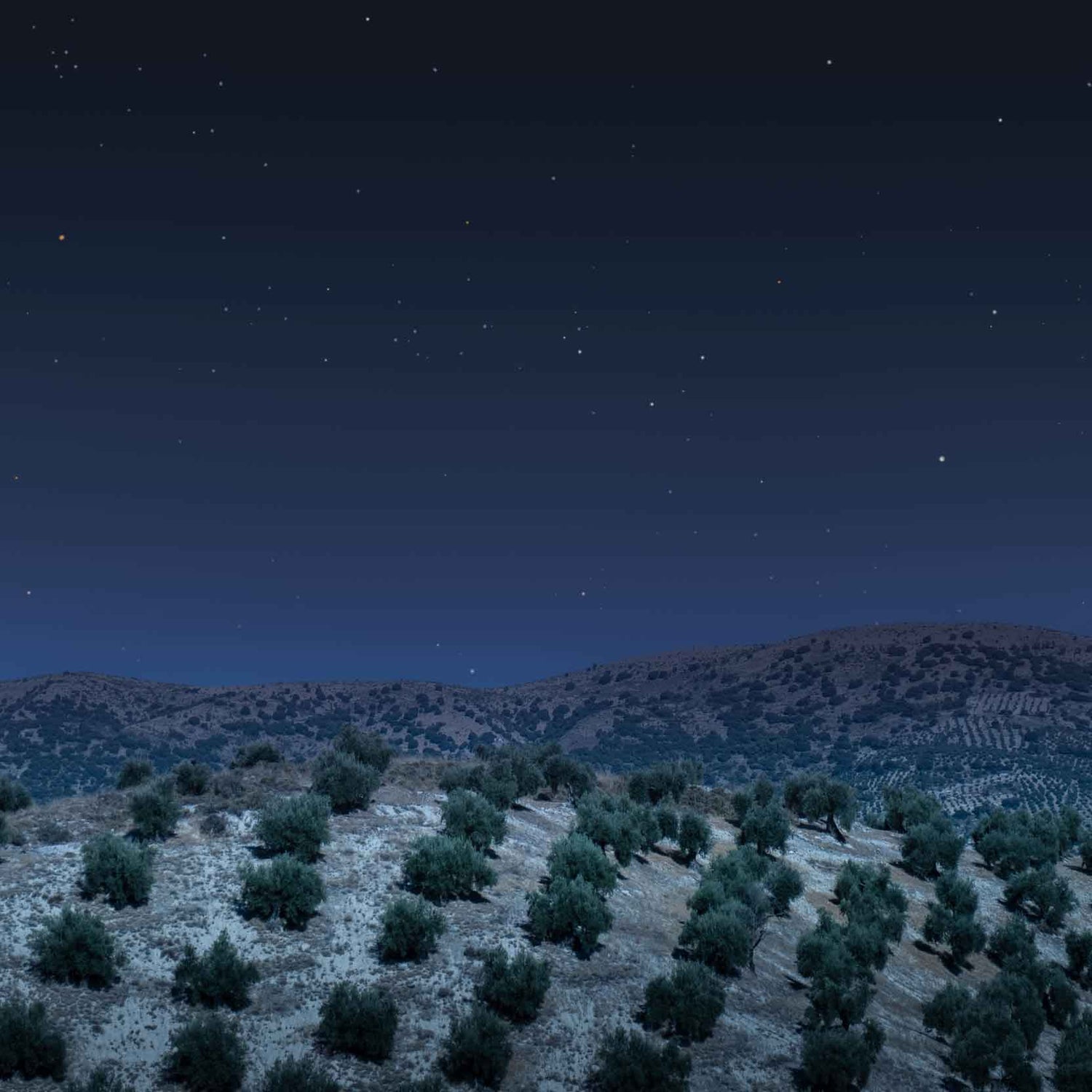 Olivenhain in der Nacht