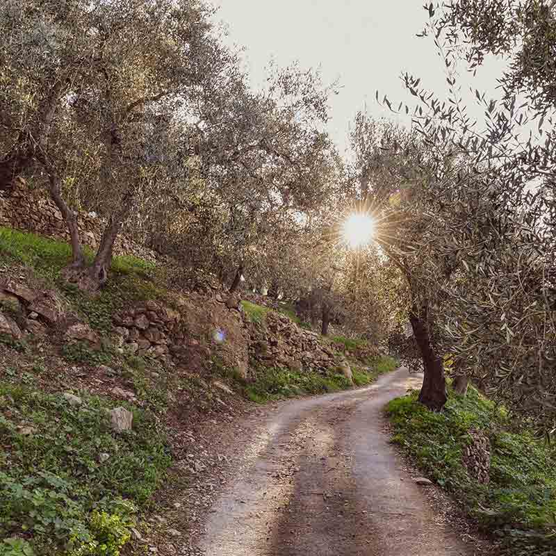 Olivenhain mit Sonnenstrahlen und schmalem Weg.