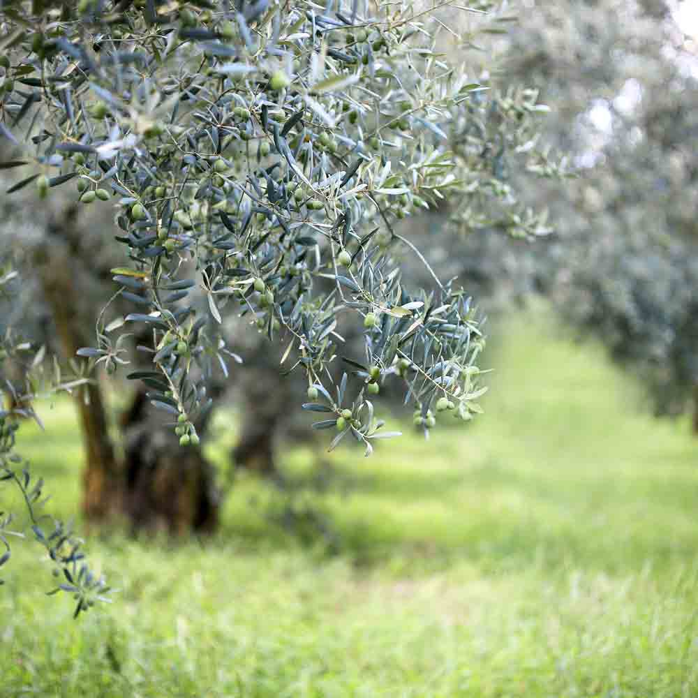 Olivenbaum mit grünen Oliven in einem Olivenhain.