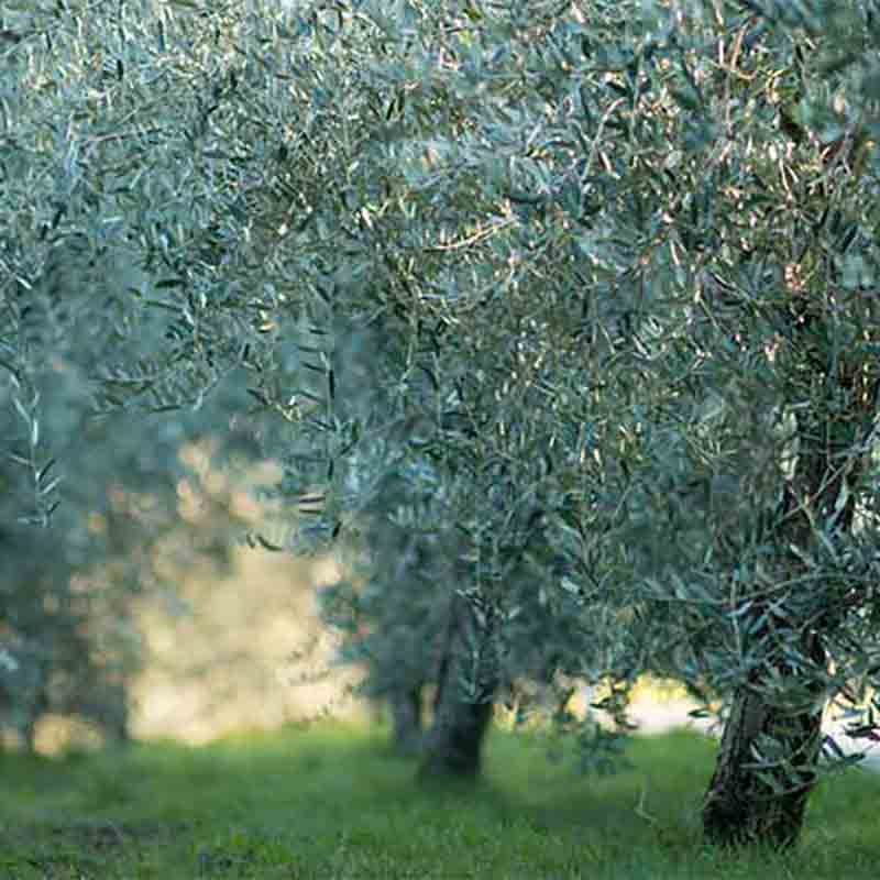 Chianti Olearia Grezzo 1 Liter ungefiltertes natives Olivenöl extra