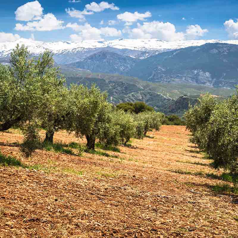 Olivenhain mit Berglandschaft im Hintergrund.
