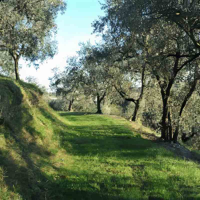 Olivenhain von Frantoio Fratelli Turri mit grünem Gras