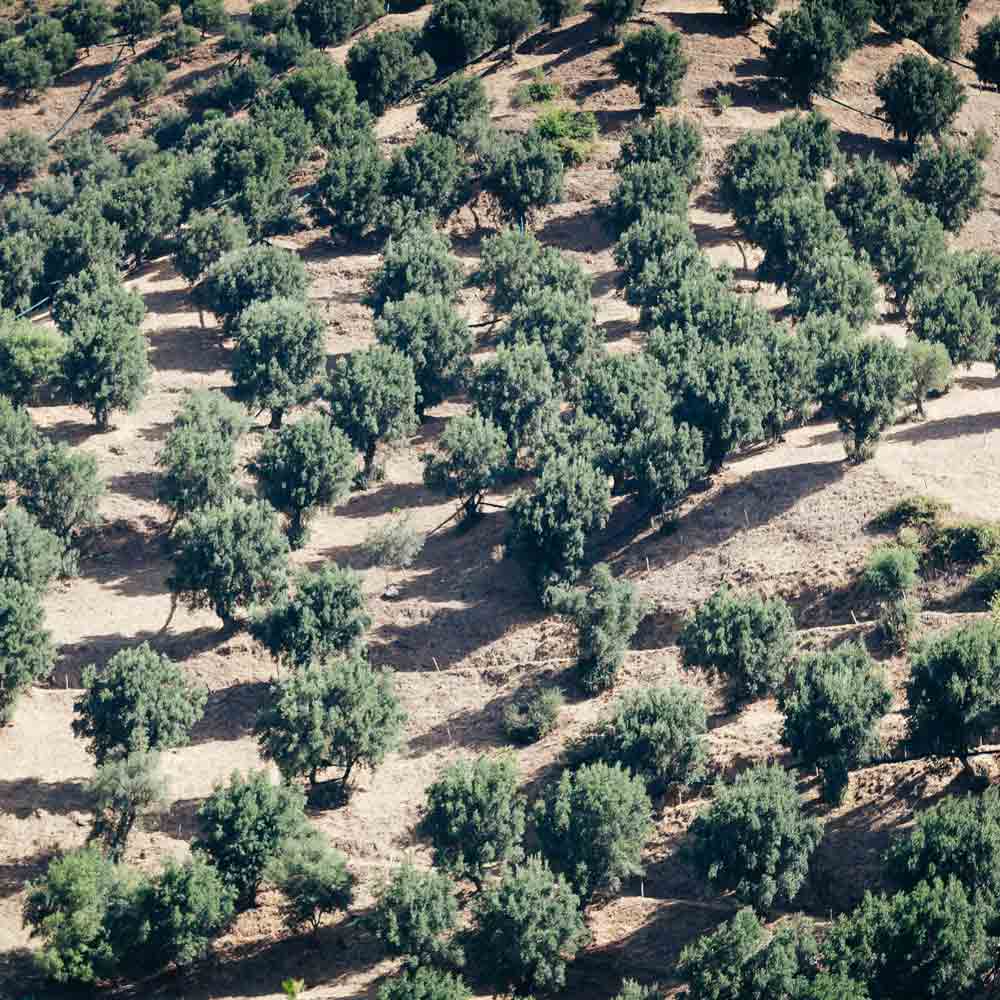 Olivenhaine in Kalabrien, Italien, aus der Luftansicht.