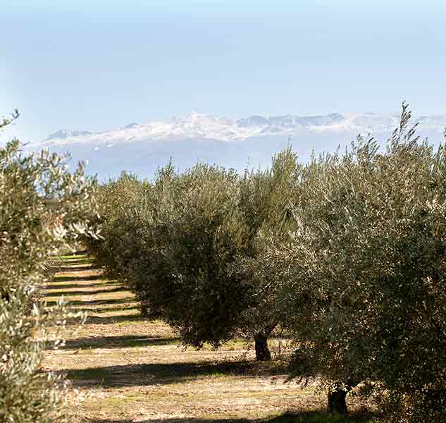 Olivenhain mit Bergen im Hintergrund.