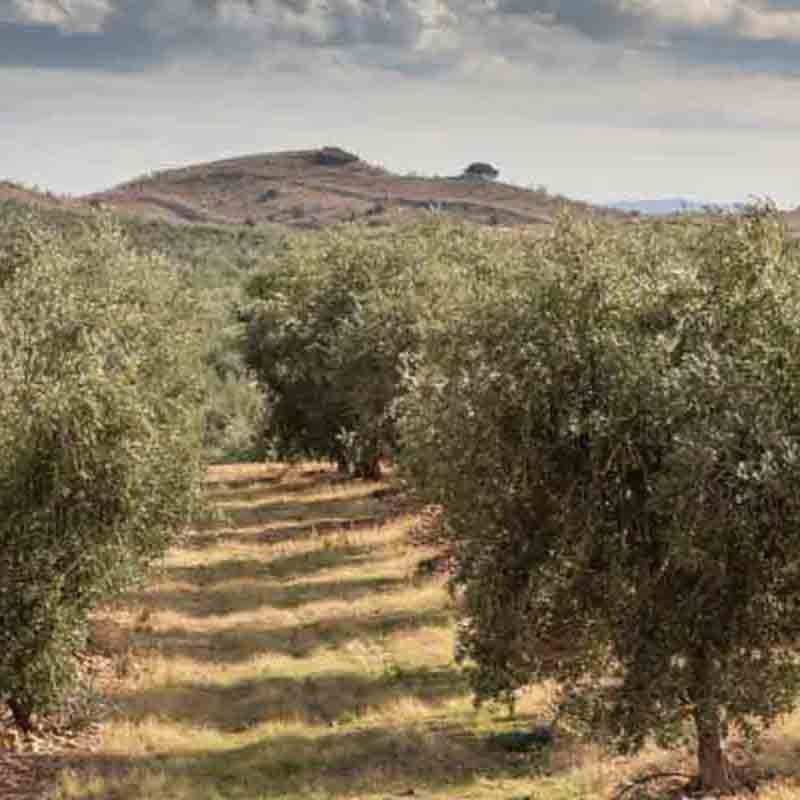 Olivenhain mit Hügeln im Hintergrund unter bewölktem Himmel.