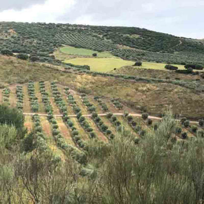 Olivenhaine auf Hügeln, Landschaft mit Bäumen und Feldern.
