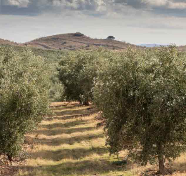 Olivenhaine in hügeliger Landschaft unter bewölktem Himmel.