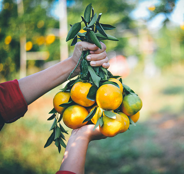 Bitterorangenmarmelade aus Sizilien von Bon Sicilia