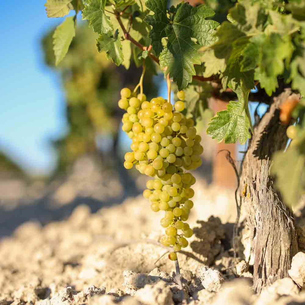 Weintrauben am Rebstock in sonnigem Weinberg.