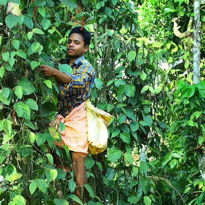 Mann erntet Pfeffer von Pflanzen.