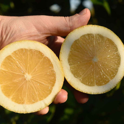 Zitronen Primofiore aus Sizilien BIO