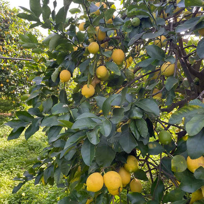 Zitronen Primofiore aus Sizilien BIO