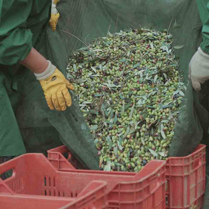 Ernte von Oliven in einem Netz mit Kisten.