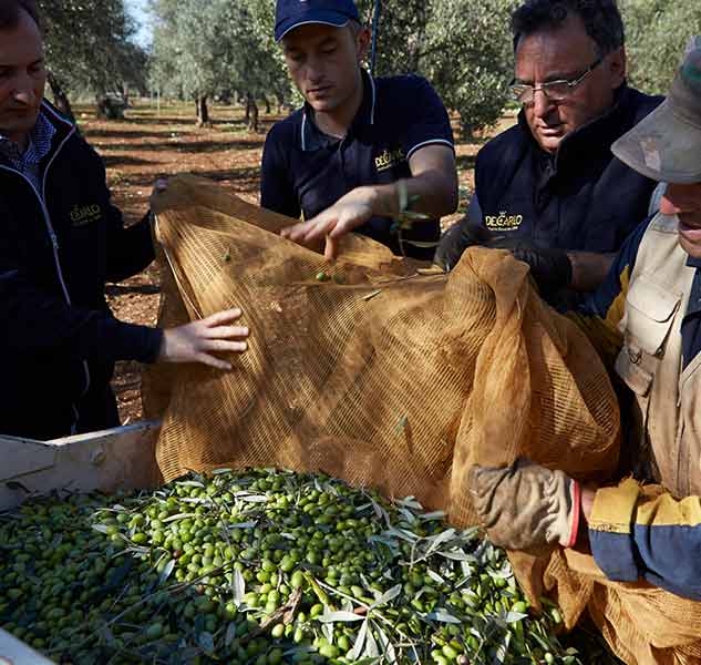 Menschen ernten Oliven mit Netz.