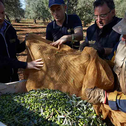 Menschen ernten Oliven im Netz.