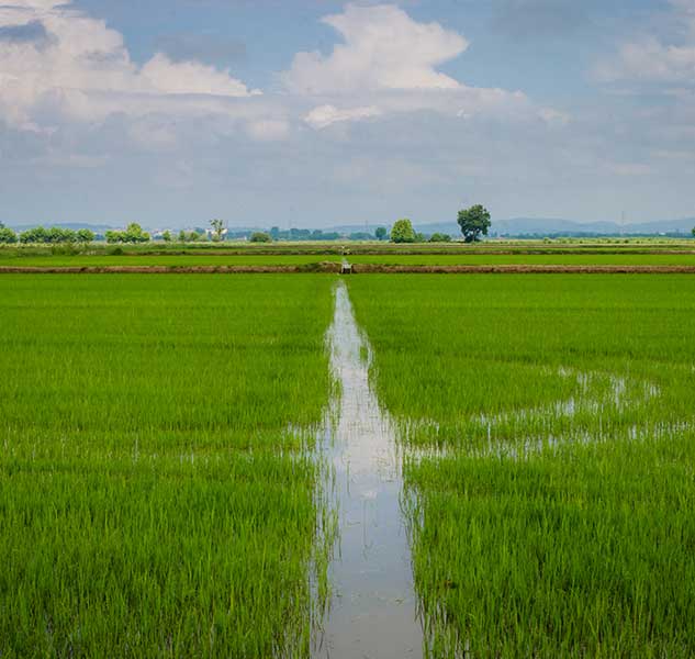 Reisfeld mit Wassergraben, Himmel.