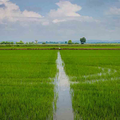 Reisfeld mit Wassergraben, Himmel.