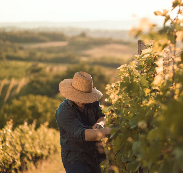 Mussini Balsam Essigzubereitung für Cocktails Amaretto 250 ml