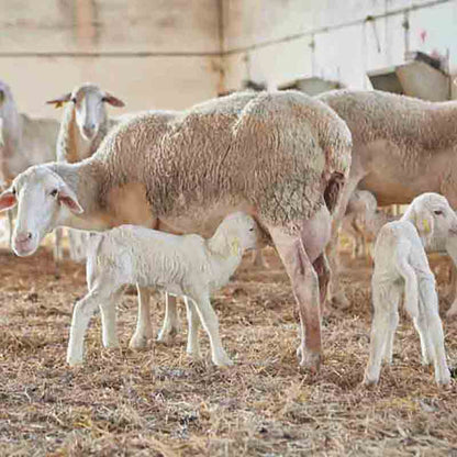 Schafe grasen in den Hainen von Casas de Hualdo. Diese Fotoszene zeigt die Schafe samt Lämmer in einem großzügigen sauberen Stall.