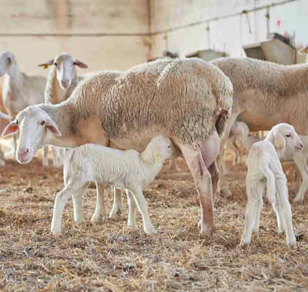 Schafe mit Lämmern im Stall.