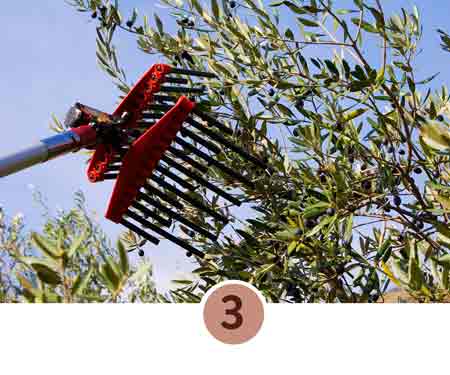 Olivenzweige werden mit Werkzeug geerntet, Nahaufnahme, Schritt 3.