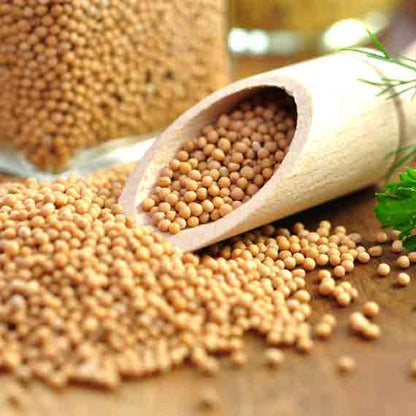 Senfkörner auf Holzlöffel und Tisch verstreut.