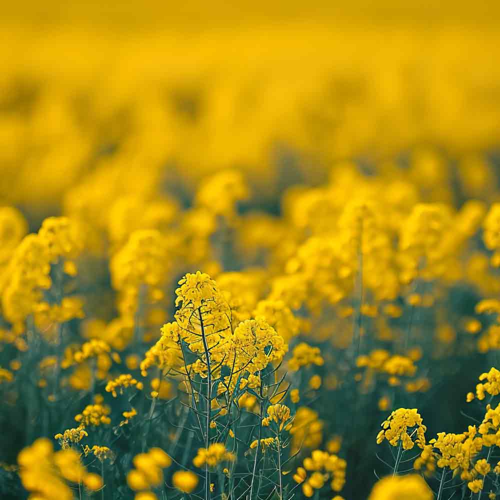 Gelbes Senffeld in Blüte.