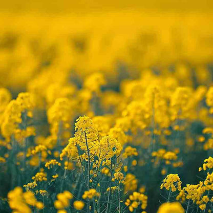 Blühendes Senfpflanzenfeld mit leuchtend gelben Blüten.