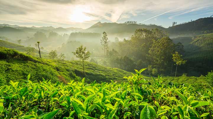 Grüne Teeplantage bei Sonnenaufgang.