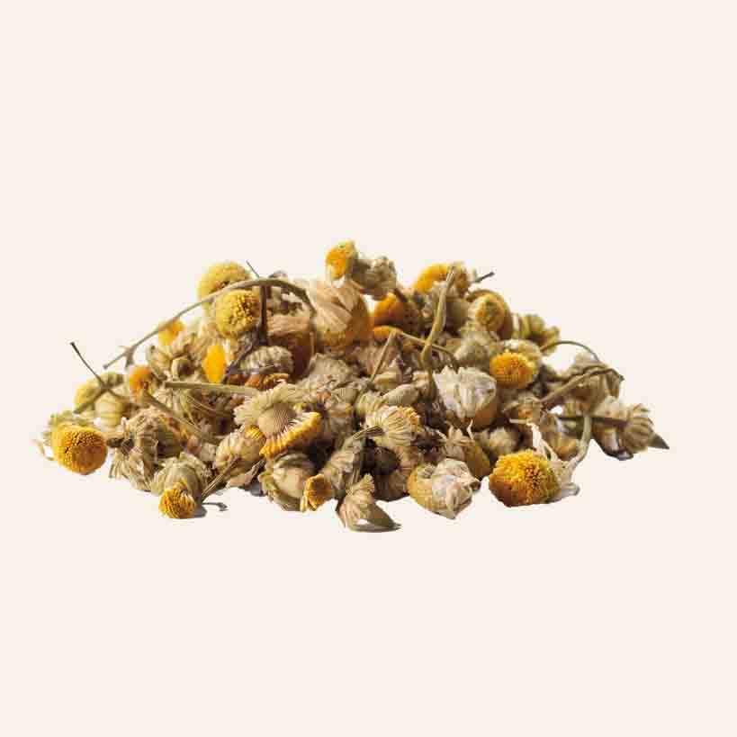 Getrocknete Kamillenblüten auf weißem Hintergrund.