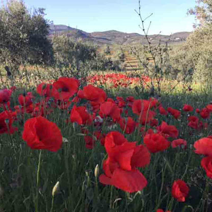 Blühende rote Mohnblumen in einem Bio-Olivenhain von Soler Romero. Ein Zeichen für eine gesunde Umwelt.