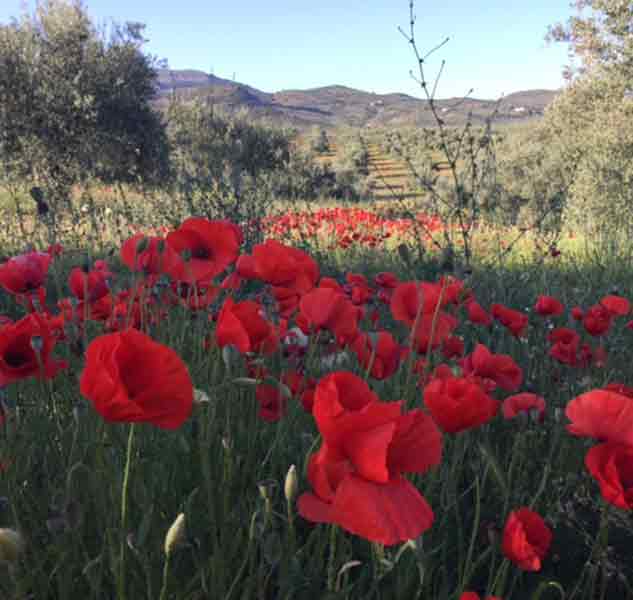 Mohnblumenfeld vor Olivenbäumen.