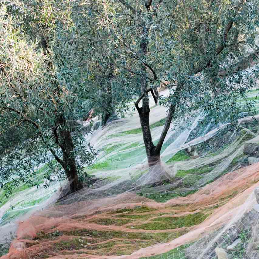 Olivenbäume mit Netzen auf steilen Hängen in Ligurien.