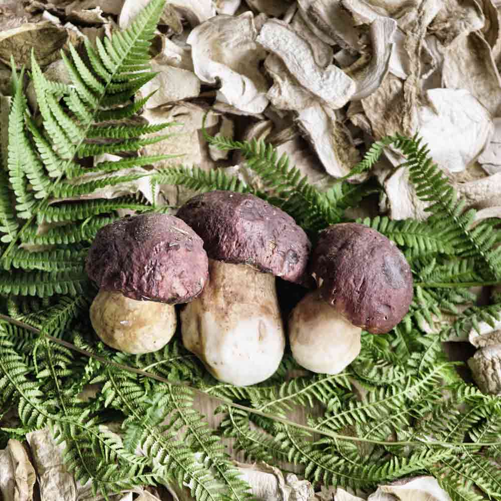 Frische Steinpilze auf Farnblättern und getrockneten Pilzen.