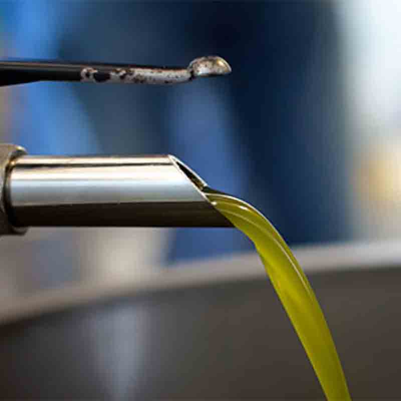 Frisch gepresstes Olivenöl läuft in die Zisternen.