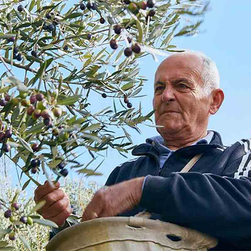 Ein älteres Familienmitglied prüft die Olivenqualität direkt am Baum.