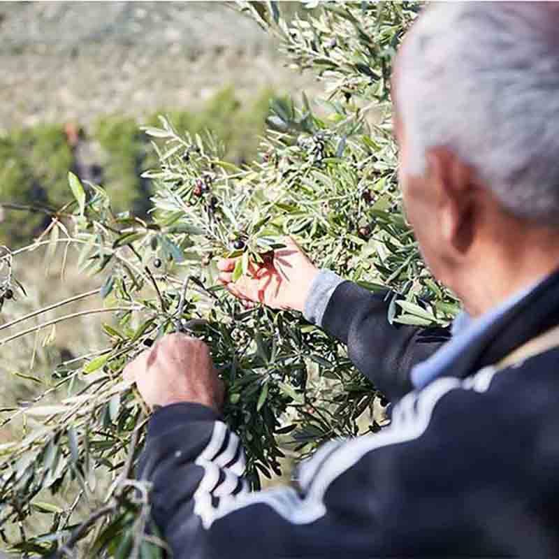 Gradasse Senior bei der Olivenernte