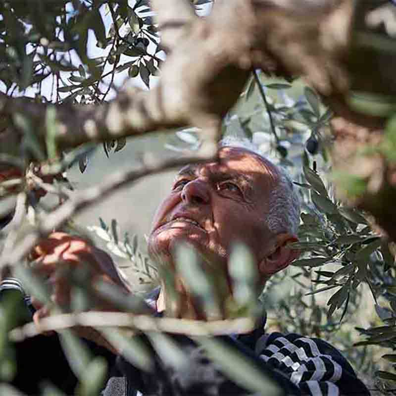 Ein Mann kontrolliert die Qualität der Oliven in einem Olivenbaum.