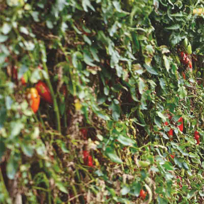 San Marzano Tomaten am Strauch.