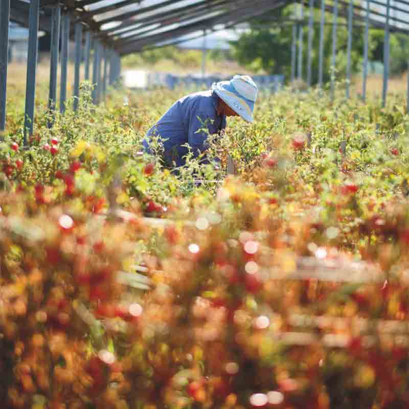 Tomatenernte am Vesuv.