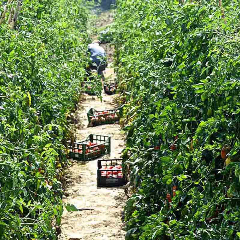 Tomatenernte auf einem Feld.