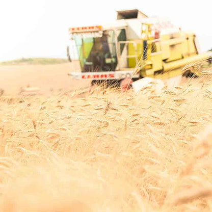 Weizenernte für die Hartweizenpasta von Rustichella d'Abruzzo.