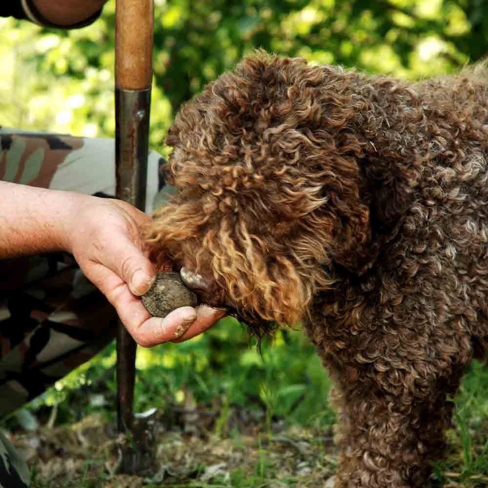 Hund schnüffelt an Trüffel.